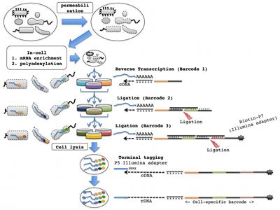 Single-Cell RNA Sequencing of Plant-Associated Bacterial Communities